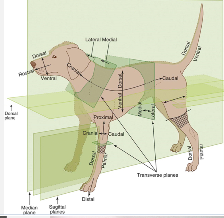 <ul><li><p>Toward the nose</p></li><li><p>Used with caudal when referring to areas on the head instead of using cranial</p></li></ul>