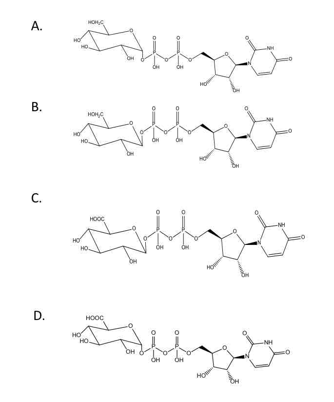 <p><strong>Which of the following is the cofactor from which glucuronic acid is transferred to substrate in glucruonidation? </strong>(Just type the letter)</p>