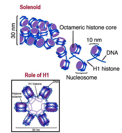 <p>Histones are linked together via H1, bringing 6 nucleosomes together to make a symmetrical structure. These structures are 30 nm wide and form the solenoid. </p>