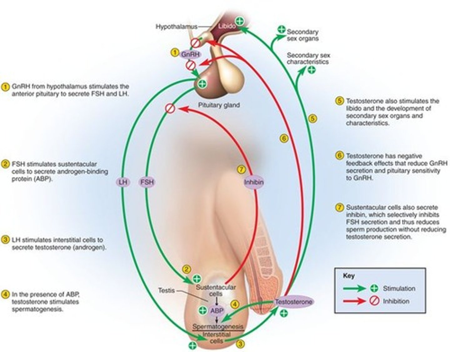 <p>Aids in sperm production, maintenance of reproductive organ development, and puberty (secondary sexual characteristics), TT is male reproductive organs, muscles, bones, and many body cells</p>