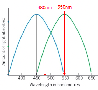 <p class="p1"></p><p class="p1"></p><p>Given: 200 photons at 480nm:</p><ul><li><p>100 photons to be absorbed and 100 units of activity in the 550nm cone<span>&nbsp;</span></p></li><li><p>180 photons to be absorbed and 180 units of activity in the 450nm (preferring cone)</p></li></ul><p></p><p>For 100 photons at 550nm:</p><ul><li><p>100 photons to be absorbed and 100 units of activity in the 550nm preferring cone<span>&nbsp;</span></p></li><li><p>0 photons to be absorbed and 0 units of activity in the 450nm (preferring cone)</p></li></ul><p></p><p>Therefore,&nbsp;we can also disentangle wavelength + intensity confusions</p><p>by looking at the activity of the second cone type.</p>