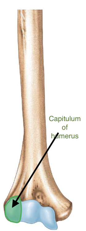 <p>Capitulum of the humerus</p>