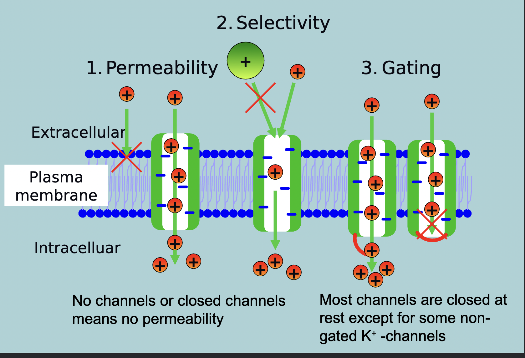 <p>No channels or closed channels means NO PERMEABILITY  </p>