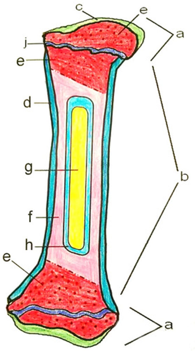<p>Name "h" (lines the inner cavity)</p>