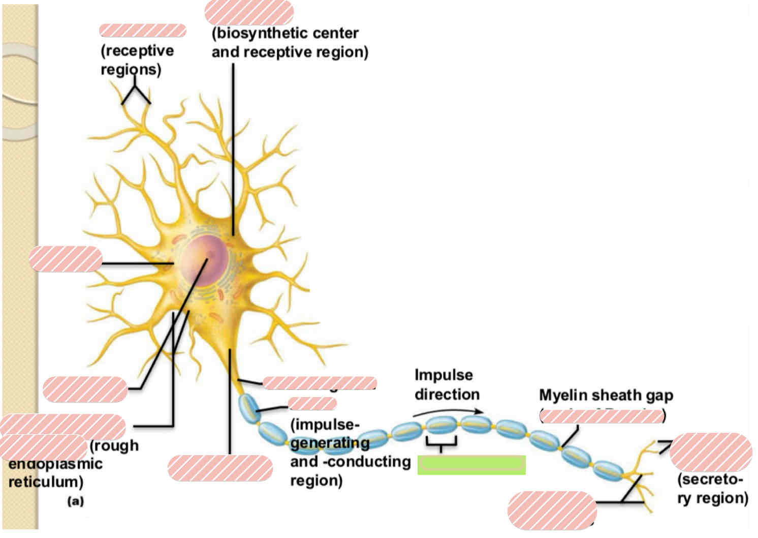 <p><span>Typical Motor Neuron</span></p>