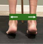 <p>Isolated soleus and gastroc during isotonic stage</p>
