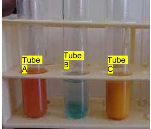<p>what test is this? What is it testing for? What color does it turn if +</p>