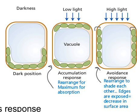 <p>Chloroplasts can move in any direction: mediated by PHOT1 &amp; PHOT2</p><ul><li><p>When a small amount of light is given to part of a cell, the cell’s chloroplasts move to the irradiated area (accumulation respone) </p></li><li><p>But when part of a chloroplast is irradiated with strong light, the chloroplast escapes from the light (avoidance response</p></li></ul><p></p>