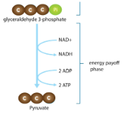 <ul><li><p><span style="background-color: transparent;"><span>Exergonic</span></span></p></li><li><p><span style="background-color: transparent;"><span>Harvest a little ATP and a little NADH</span></span></p></li><li><p><span style="background-color: transparent;"><span>G3P gives H (is oxidized) to NAD</span><sup><span>+</span></sup><span> (is reduced) to make NADH</span></span></p></li><li><p><span style="background-color: transparent;"><span>G3P is broken down into pyruvate</span></span></p></li><li><p><span style="background-color: transparent;"><span>An intermediate molecule (PEP) donates a P to ADP to make ATP</span></span></p><ul><li><p><span style="background-color: transparent;"><span>Substrate level phosphorylation - an enzyme catalyzes the transfer of a P from a substrate (PEP) to ADP to make ATP</span></span></p></li></ul></li></ul><p></p>