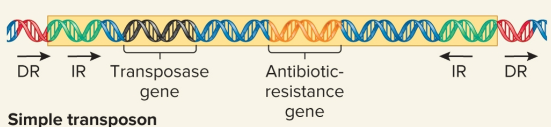 <p>carries <u>&gt;</u>1 genes not required for transposition, moves by simple transposition</p>
