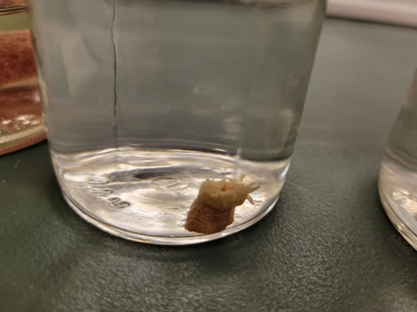 <p>Identify Taxonomy</p>