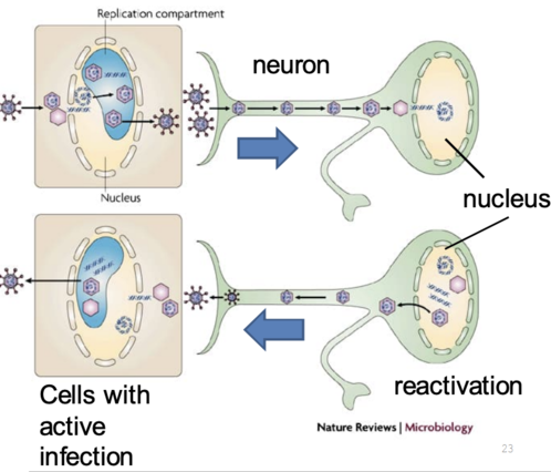<p>A pathogen may hide inside host cells in an asymptomatic form, preventing detection by the immune system</p><p>ex: Herpes simplex virus</p>