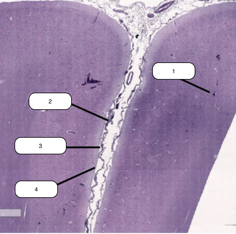 <p>Identify the structure labeled #4</p>