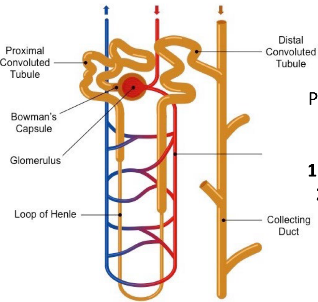 <p>the descending loop of henle </p>