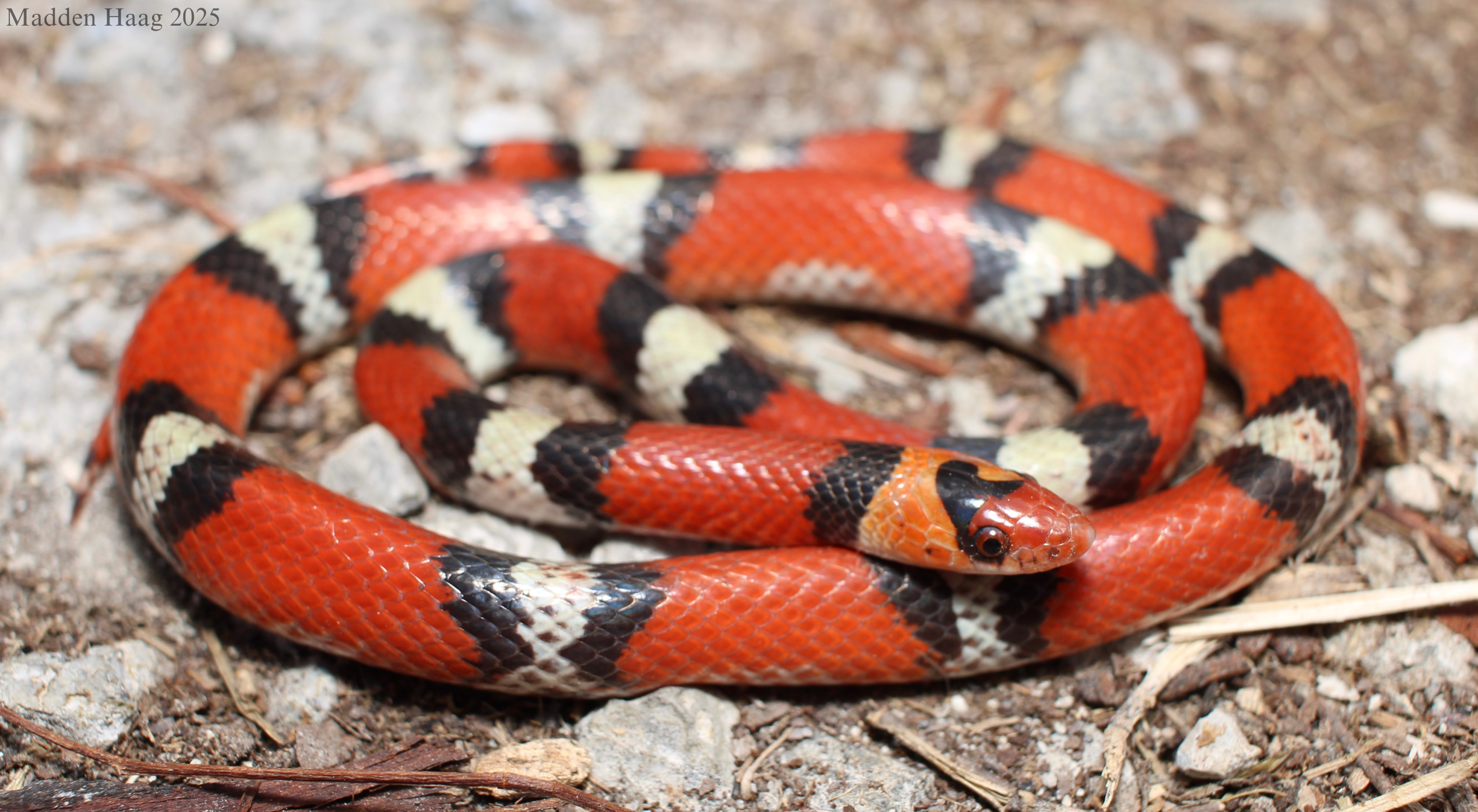 <p>Family: Colubridae</p><p>Latin: Cemophora coccinea</p><p>Scarletsnake</p>