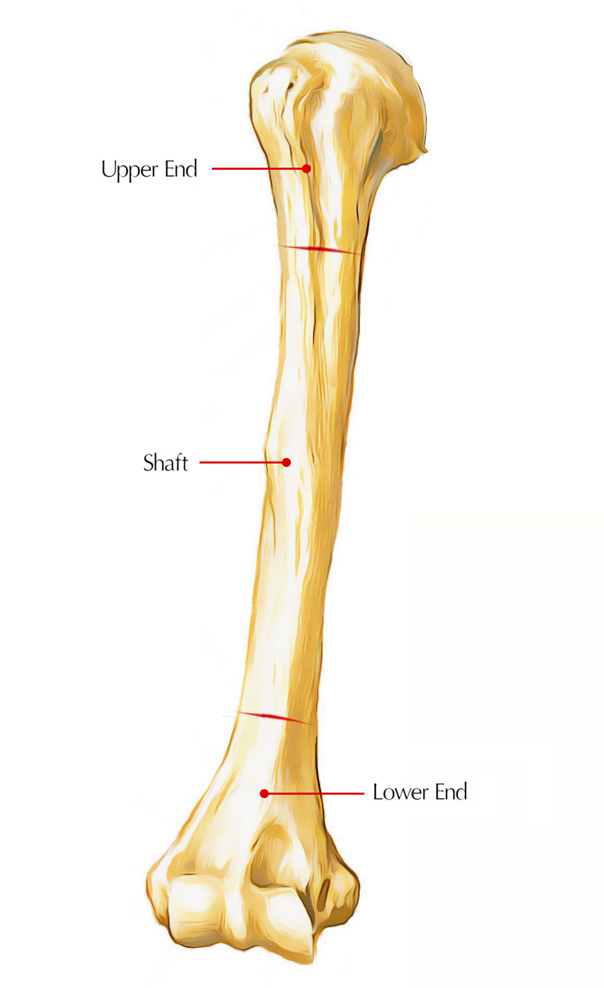 <p>Arm bone between shoulder &amp; elbow. Features: head, anatomical/surgical neck, tubercles, deltoid tuberosity, condyles, fossae.</p>