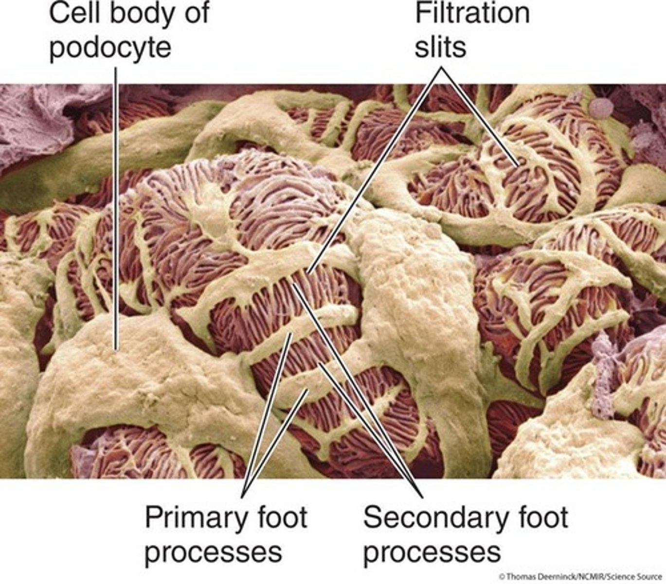 <p>It filters protein-free plasma into the tubular component.</p>
