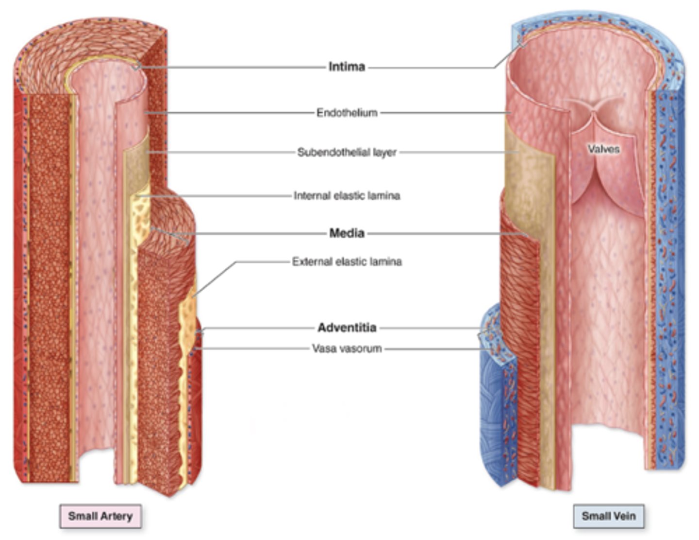 <p>What can the subendothelial layer of the tunica intima contain?</p>
