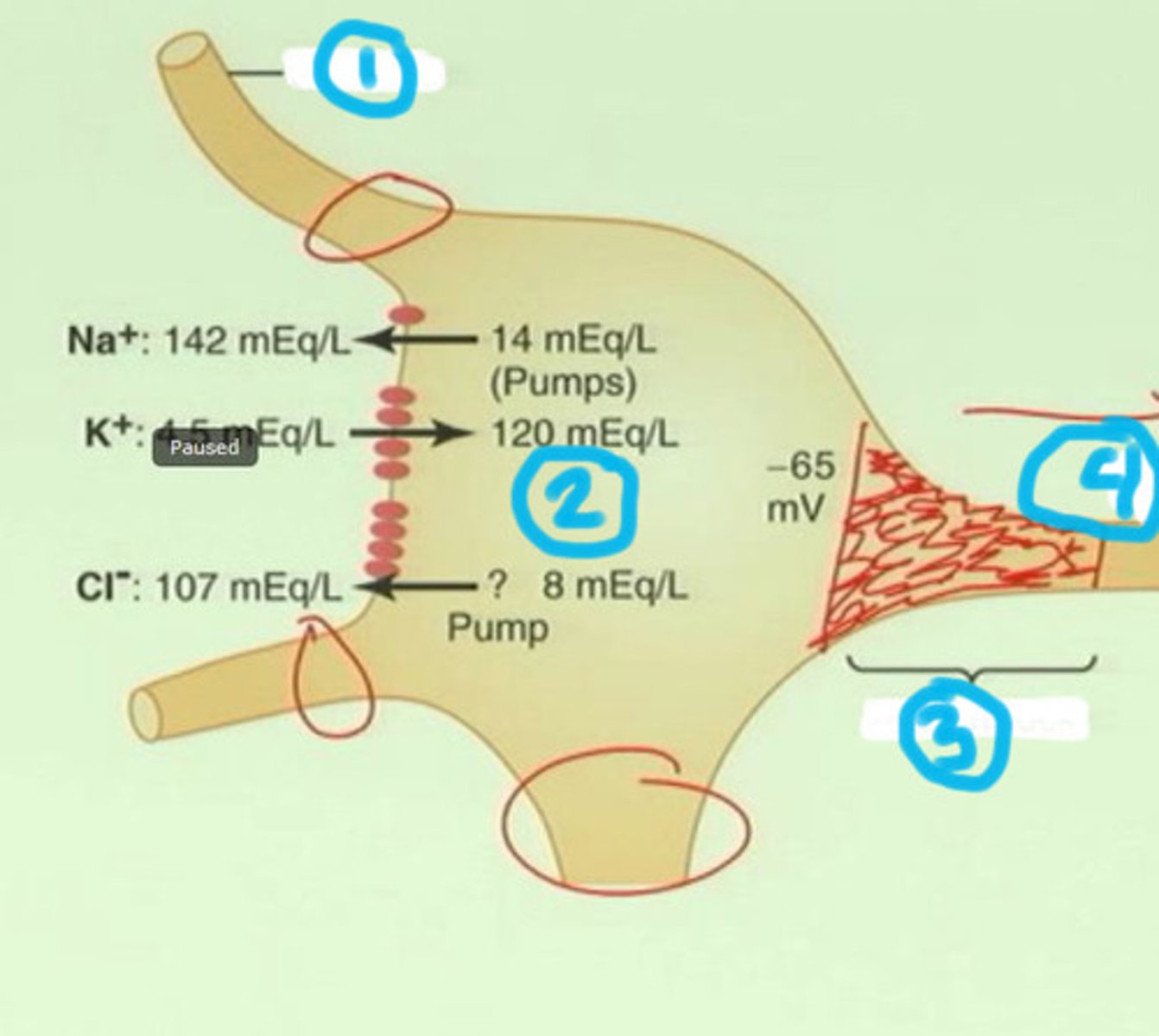 <p>Membrane potential necessary to trigger an action potential.</p>