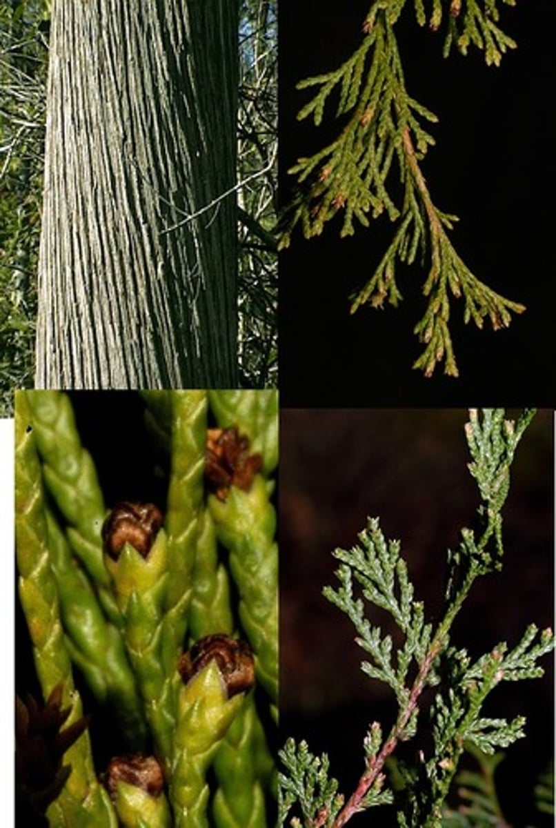 <p>small woody cones, scale-like leaves</p><p>peely bark with parallel furrows</p>