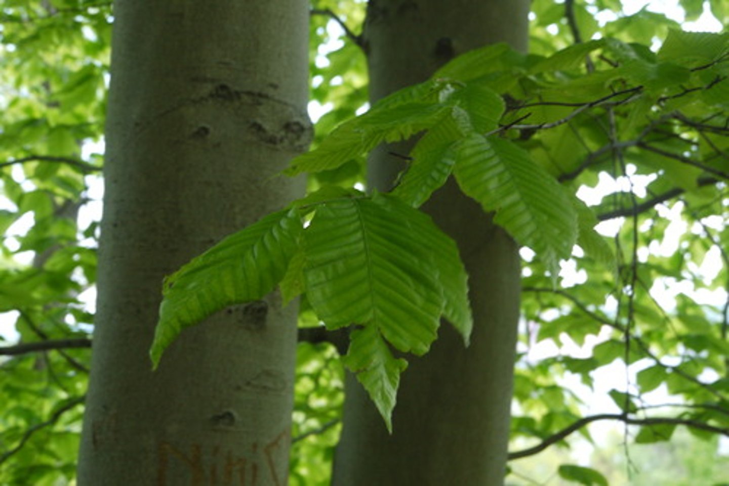 <p>Smooth white bark, seated edge of leaves</p>
