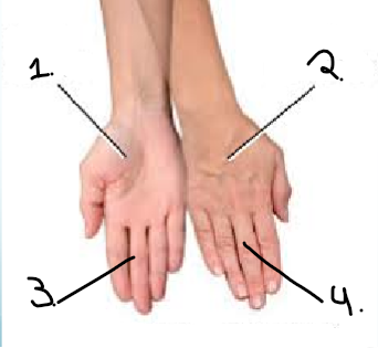 <p><span style="font-family: sans-serif">external rotation that turns</span><span><br></span><span style="font-family: sans-serif">a manus back toward the normal</span><span><br></span><span style="font-family: sans-serif">anatomical position 3.</span></p>
