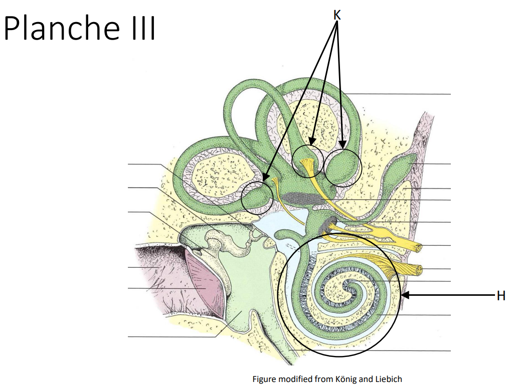 <p>Cochlea</p>