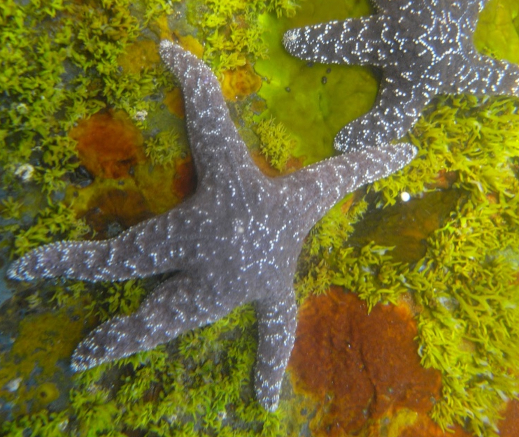 <p>Ochre Star</p>