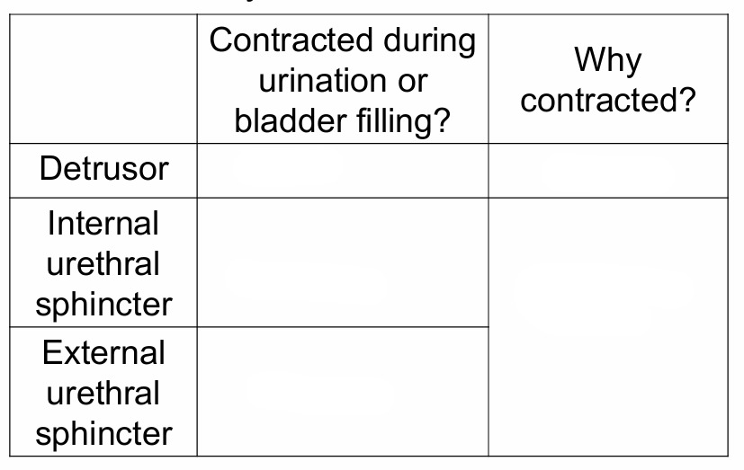 <p>When is each muscle contracted and why is it contracted?</p><p></p>