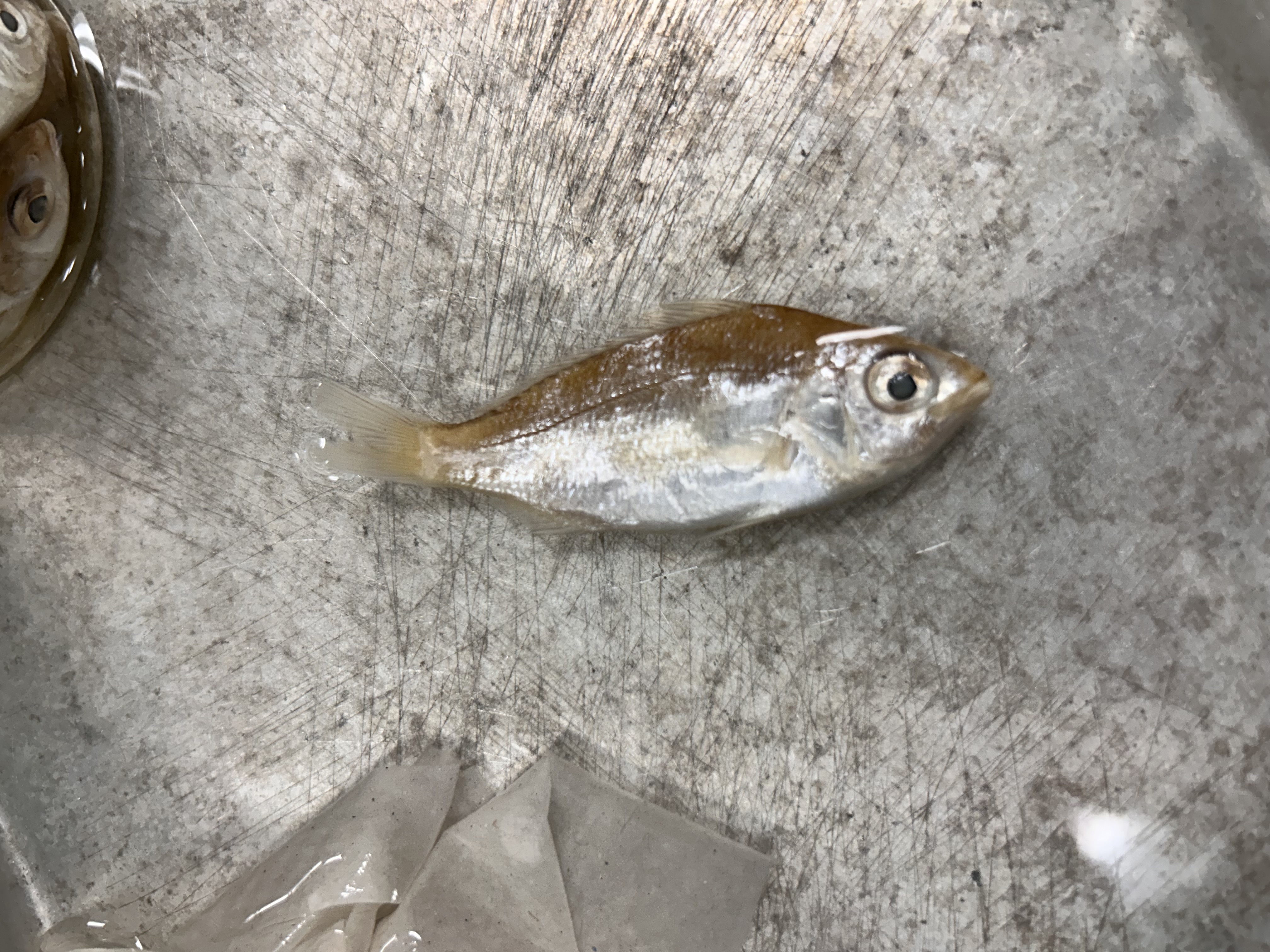 <p>spotfin mojarra</p>