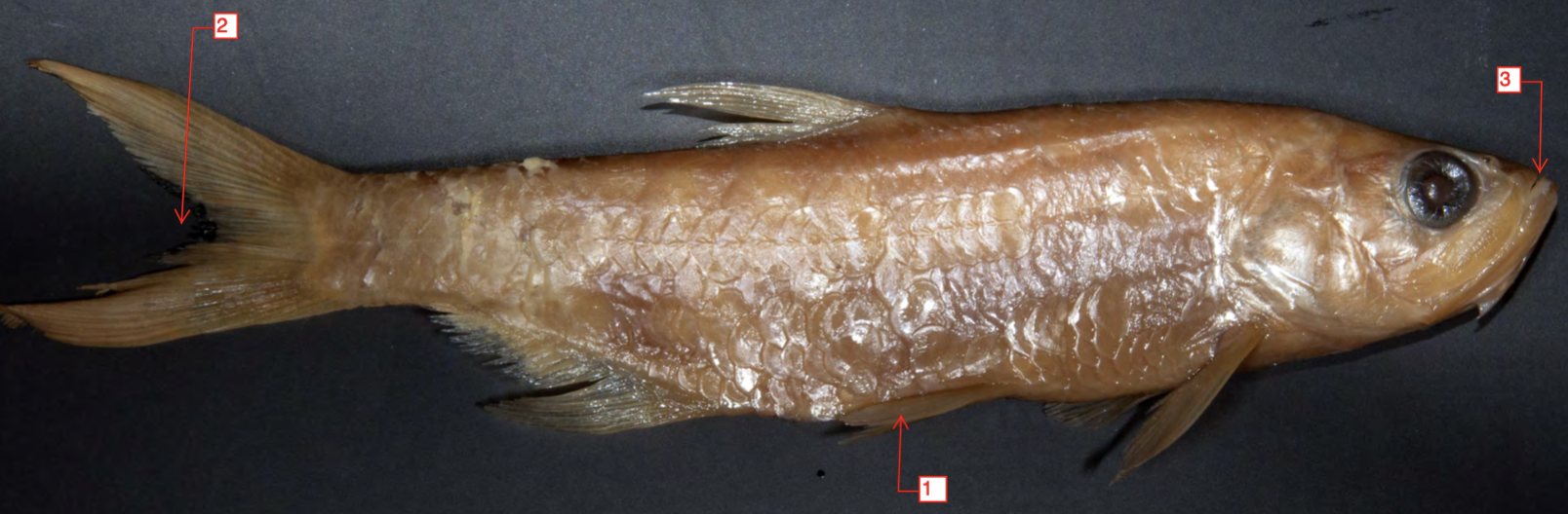 <p>!</p><p>phylum</p><p>subphylum</p><p>superclass</p><p>class</p><p>subclass</p><p>infraclass</p><p>order</p>