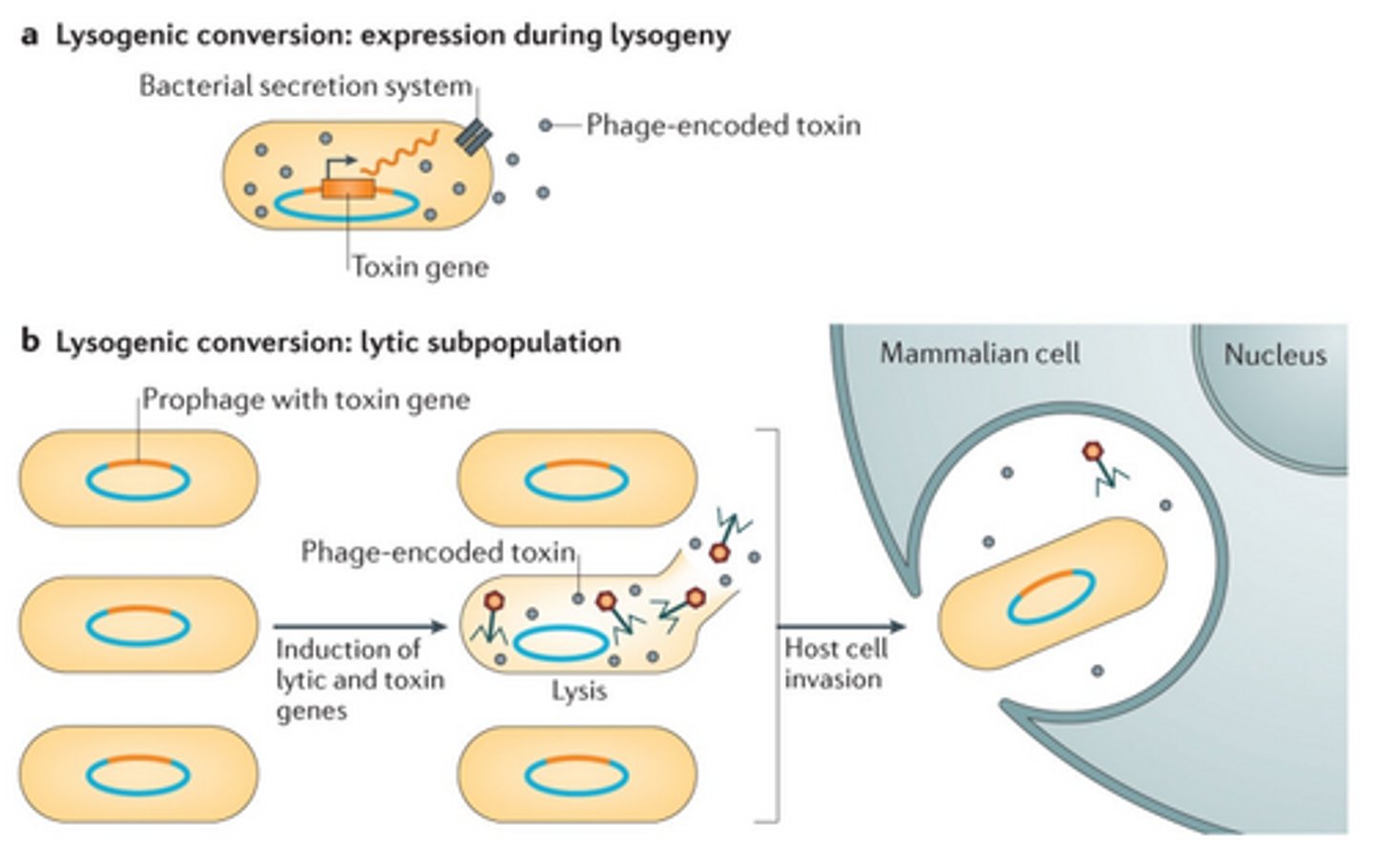 <p>Toxin genes can be expressed passively, and then secreted out of the host cell via the bacterial secretion system (salmonella), or otherwise the toxic gene is only expressed when the cell enters the lytic cycle. This means that the lysed cell dies, but it allows the toxin to work for the other bacterial cells in order to infect mammalian cells.</p>