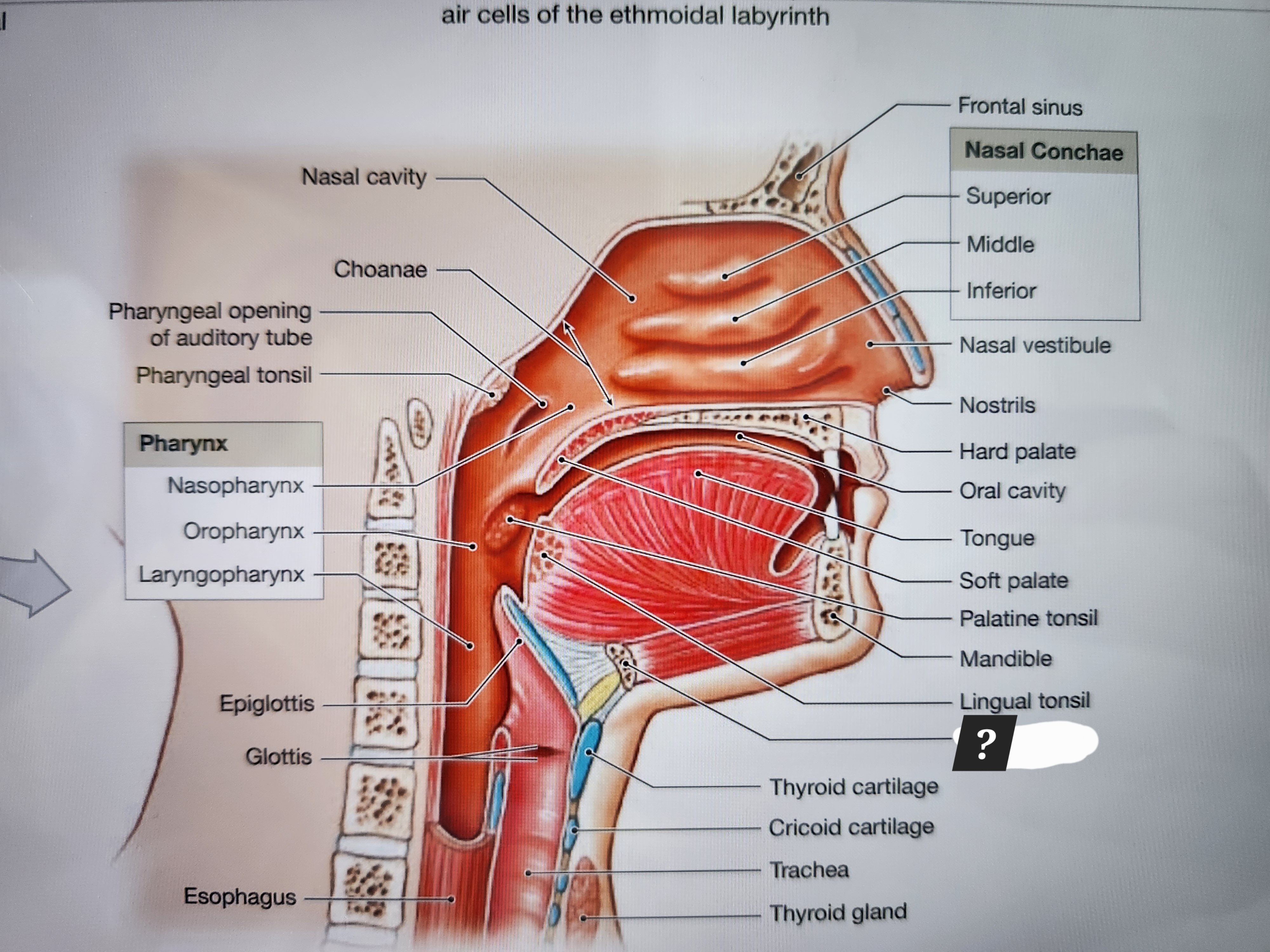 knowt flashcard image