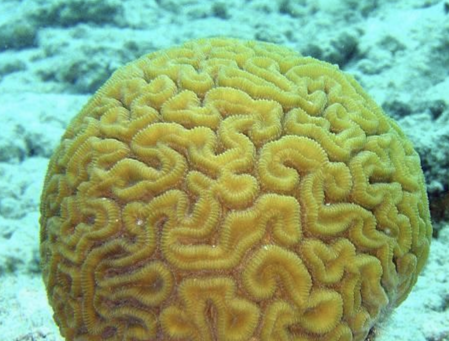 <p>Phylum Cnidaria, which includes corals</p>