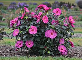 <p>A shrubby perennial with huge, bright pink flowers and bold foliage in midsummer.</p><ul><li><p>the last perennials to sprout, like warm soil temperature</p></li></ul><p></p>