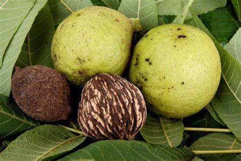 <p><span><br>Nut surrounded by green husk that turns black, 1½ to 3”</span><br><span>long, globose or nearly so</span></p>