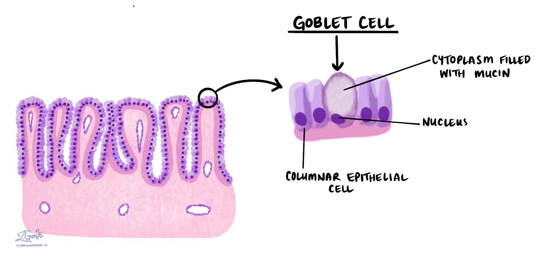 <p>goblet cells</p>