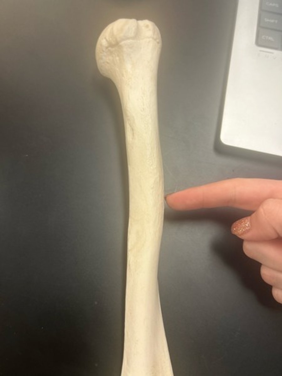<p>name the bone</p>