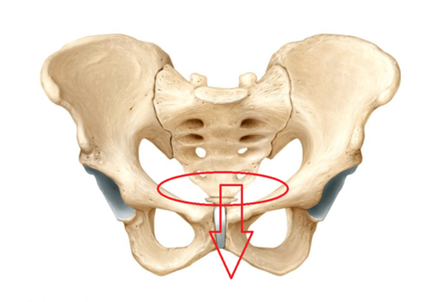 <p>inferior pelvic aperture</p>