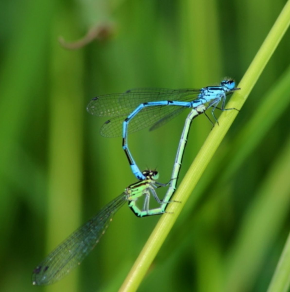 <p>ŘÁD- česky, latinsky</p><p>Podřád- česky, latinsky</p><p>Infrařád- /</p><p>Čeleď- /</p><p>Rod- /</p><p>Druh- česky</p><p>(3,5 cm)</p>