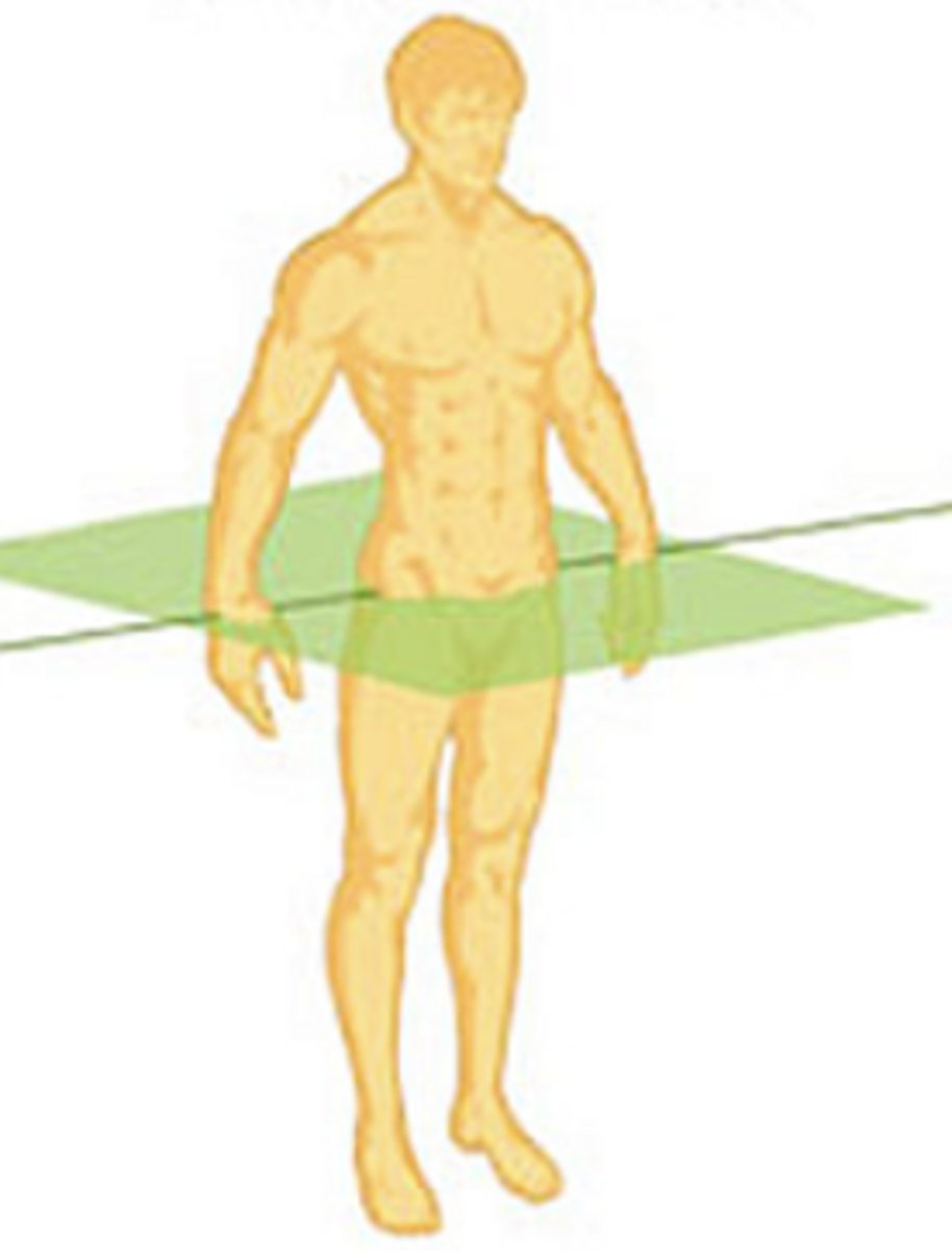 <p>divides the body into upper and lower sections</p>