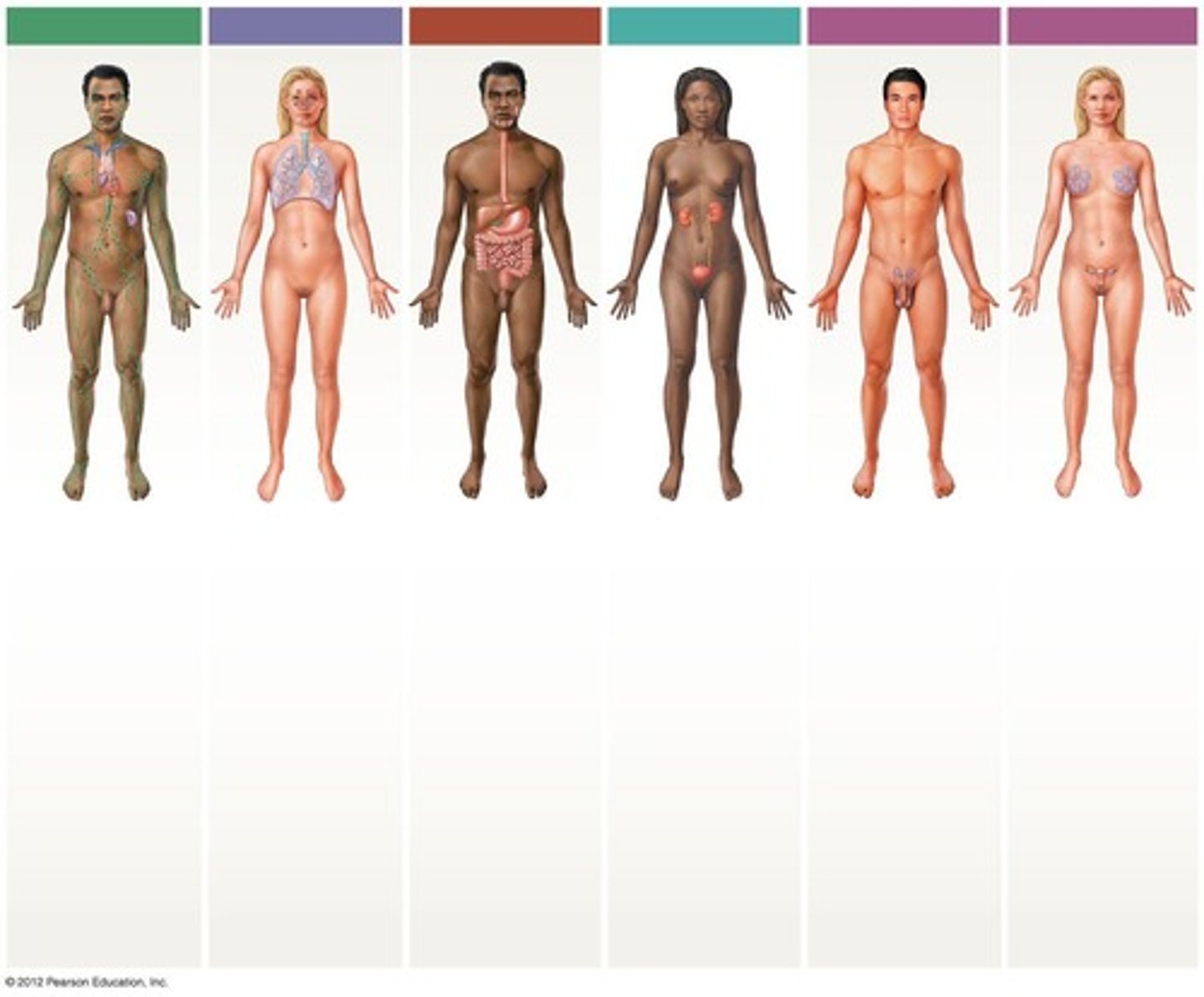 <p>Nasal cavities, sinuses, larynx, trachea, bronchi, lungs, alveoli.</p>