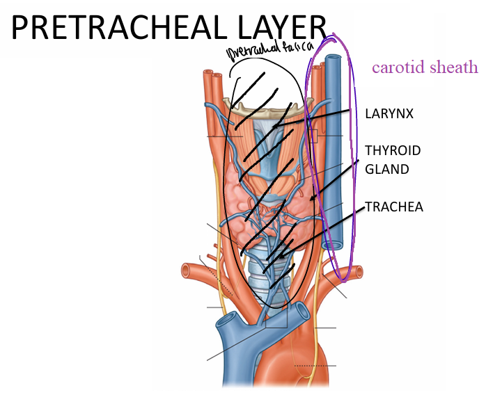 <p>(dead centre)<br>1) pharynx</p><p>2) larynx</p><p>3) esophagus</p><p>4) thyroid + parathyroid glands</p>