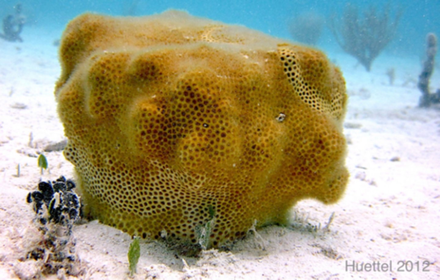<p>Knobby star coral, Solenastrea hyades</p>