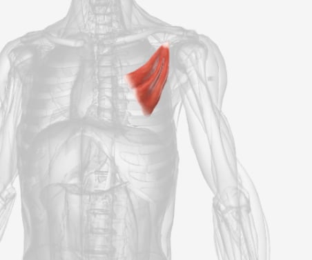 <p>What muscle is this?</p>