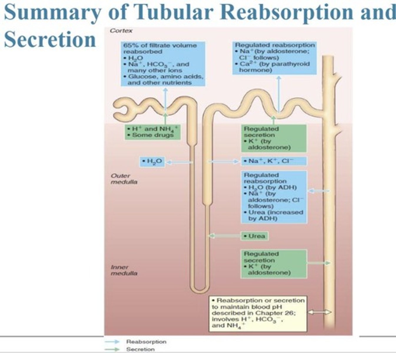<p>Protects and anchors the kidneys.</p>