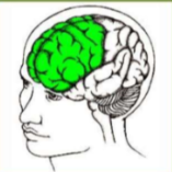 * Reasoning
*  Planning
* creative thinking
* emotional control
* Personality
* movement(motor cortex)