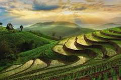 <p>terrace farming</p>