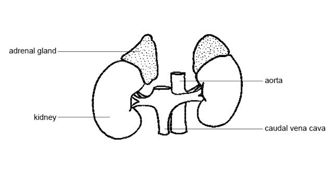 What is this and can you label it?