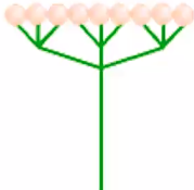 <p><span>Umbel where each main stem ends in another smaller umbel</span></p>